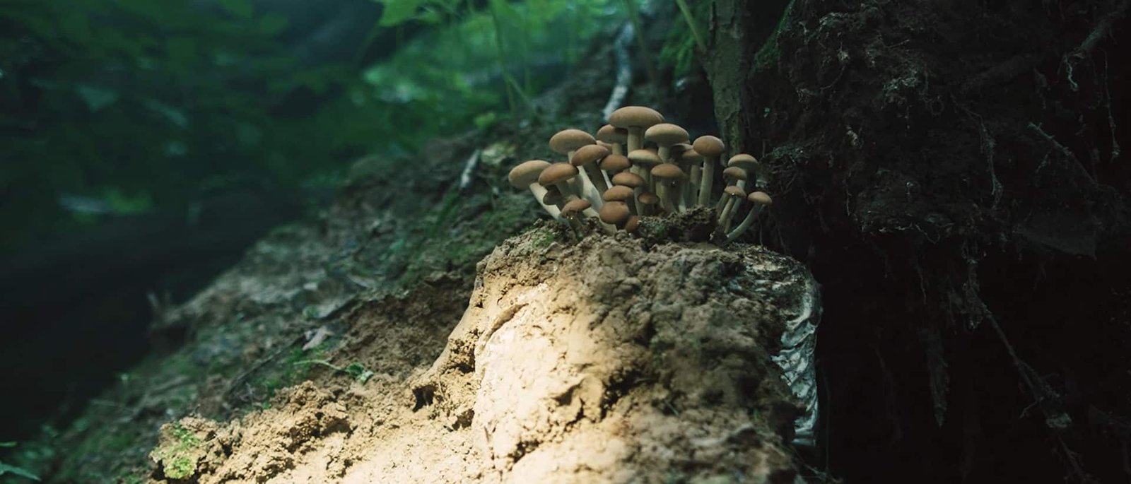 Tamaris Greenstep – tenisice od održivih materijala